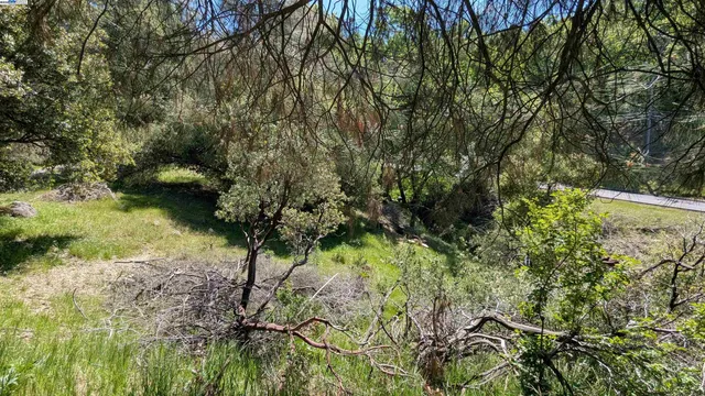 a view of a garden with a tree