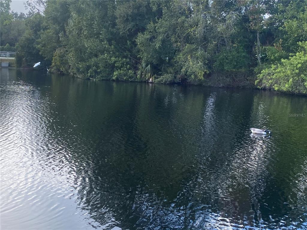 4400 Castlepalm Road Orlando, FL 32839 - Photo 27 of 38 a view of lake