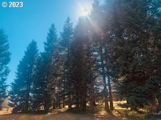 350 Bunker Hill Road Longview, WA 98632 - Photo 28 of 28 a view of a tree in a yard