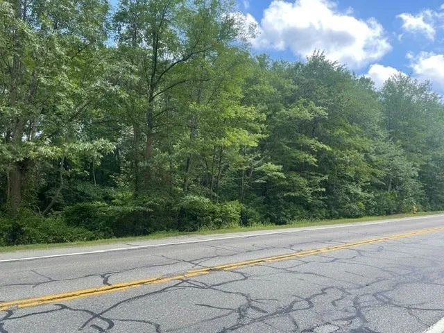 a view of a lush green forest