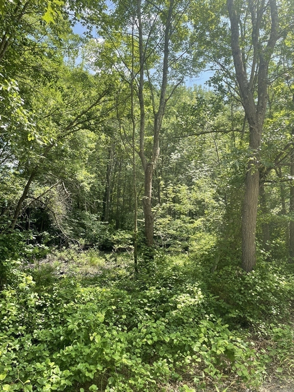 0 Twin River Road Lincoln, RI 02865 - Photo 6 of 11 a view of a lush green forest
