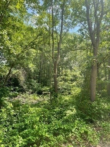0 Twin River Road Lincoln, RI 02865 - Photo 8 of 11 a view of a lush green forest