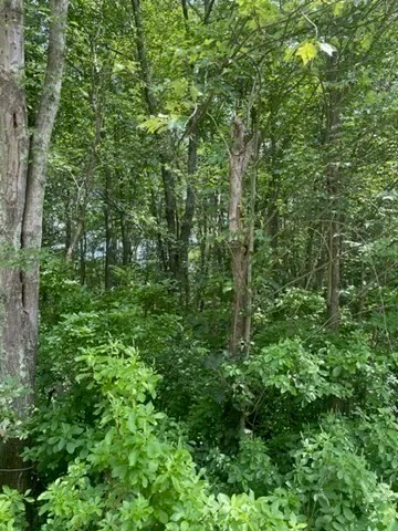 a view of a lush green forest