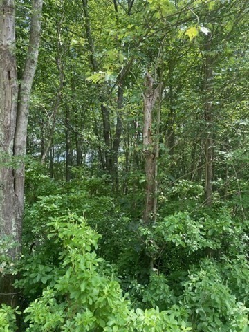 0 Twin River Road Lincoln, RI 02865 - Photo 9 of 11 a view of a lush green forest