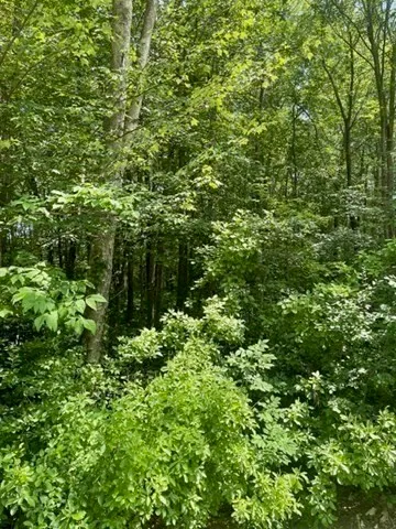 a view of a lush green forest