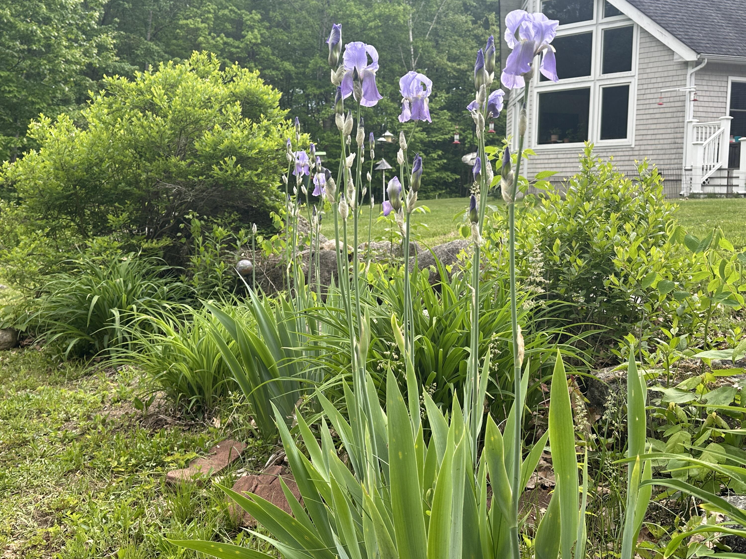 283 Davis Road Lyman, ME 04002 - Photo 47 of 48 iris