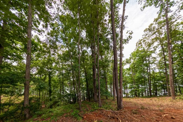 3 Warpath Ridge Trail, Unit 3 Six Mile, SC 29682 - Photo 4 of 11 Mature trees delineate the boundary of this expansive, private lot.