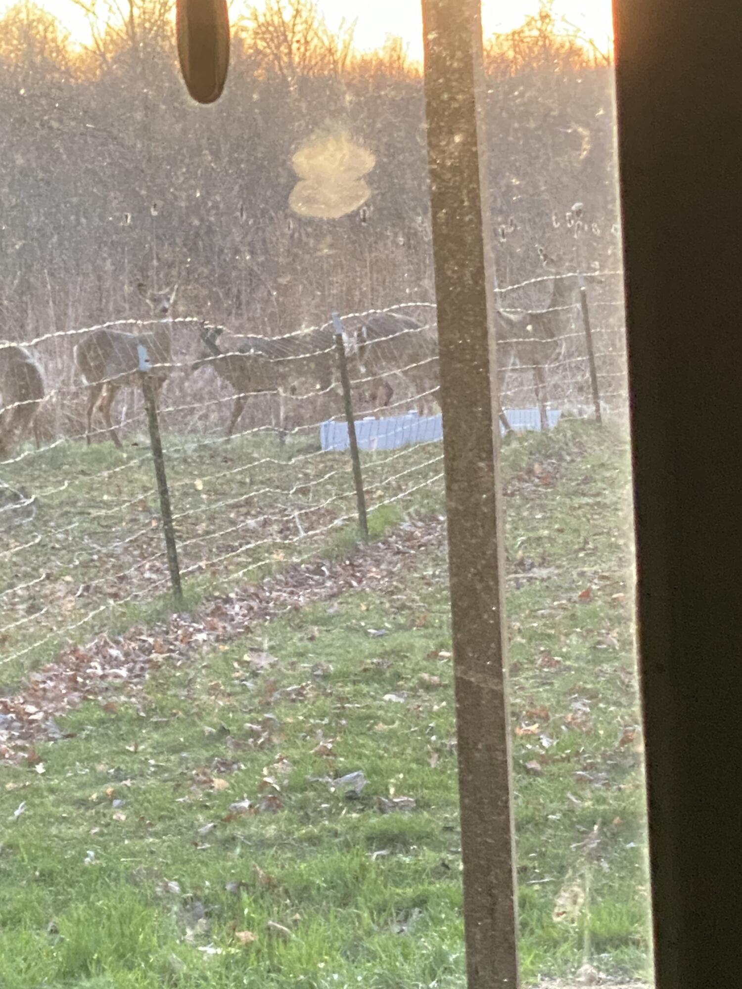 1750 Fox Road Jackson, MI 49201 - Photo 5 of 72 Deer