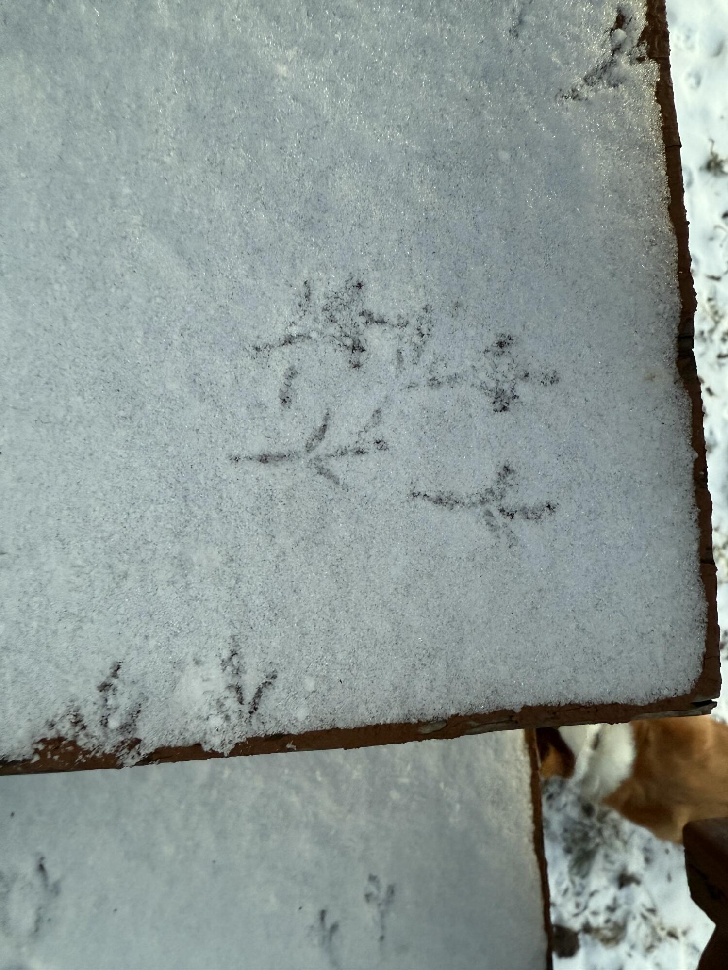 1750 Fox Road Jackson, MI 49201 - Photo 6 of 72 Turkey!!