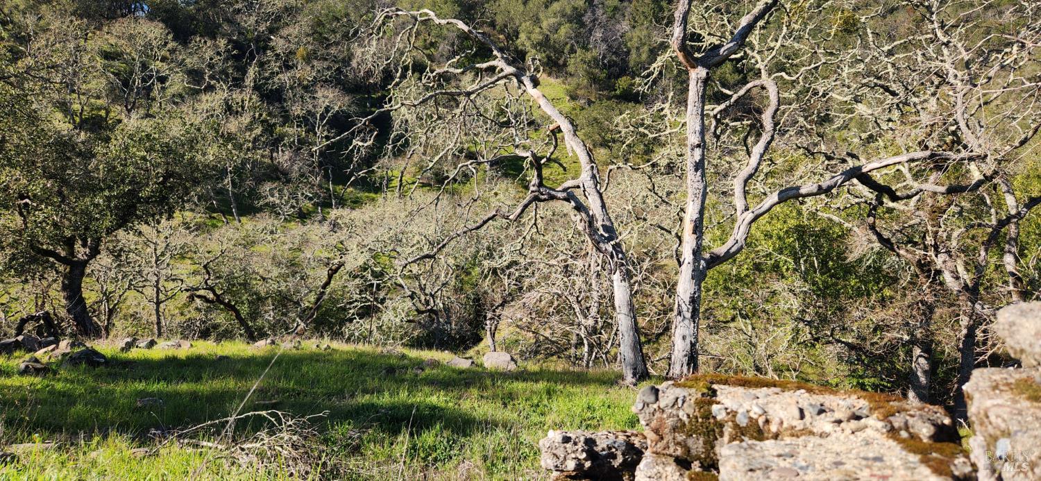 2101 Leslie Road Healdsburg, CA 95448 - Photo 11 of 22 a backyard of a house with lots of green space