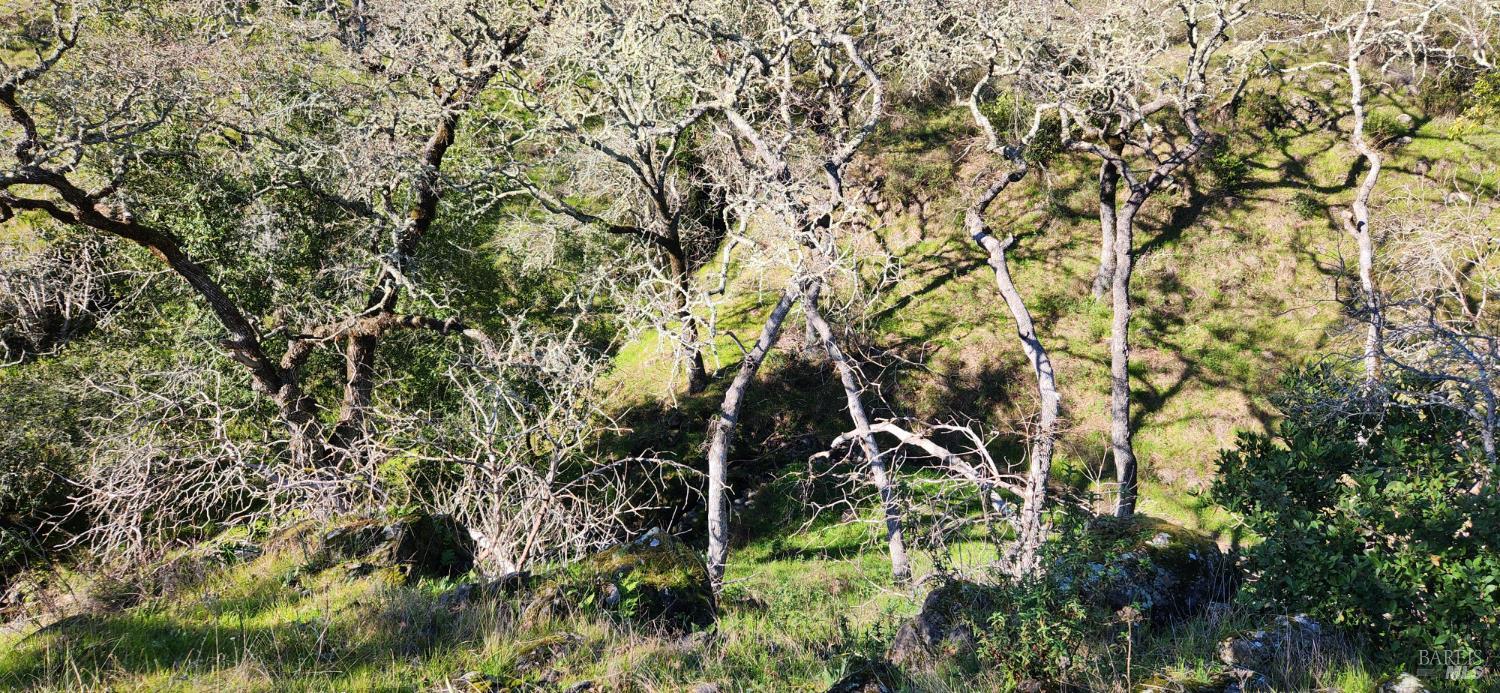 2101 Leslie Road Healdsburg, CA 95448 - Photo 12 of 22 a view of tree