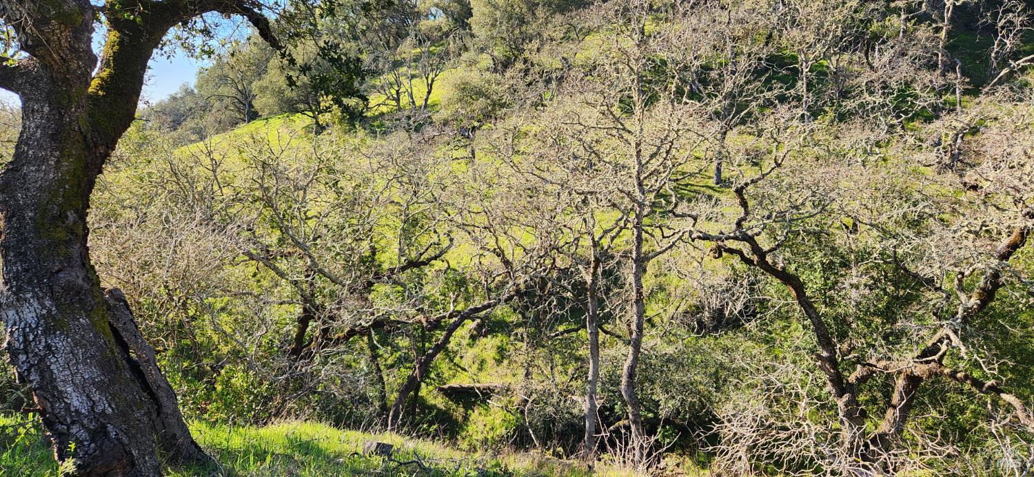 2101 Leslie Road Healdsburg, CA 95448 - Photo 13 of 22 a view of a yard