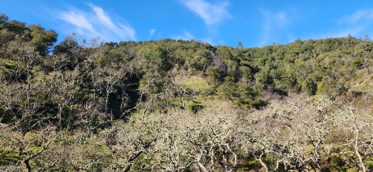 2101 Leslie Road Healdsburg, CA 95448 - Photo 14 of 22 a view of a large tree with a yard