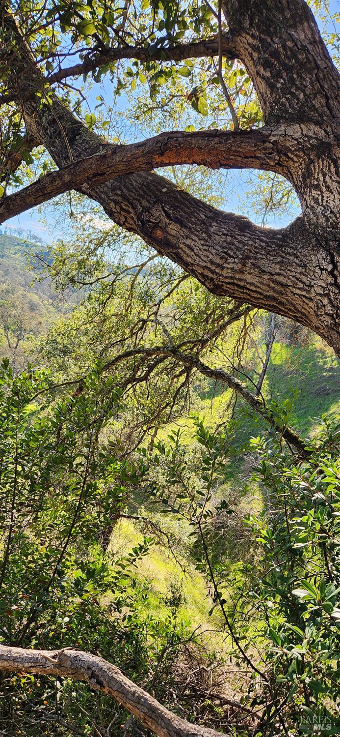 2101 Leslie Road Healdsburg, CA 95448 - Photo 18 of 22 a view of a yard