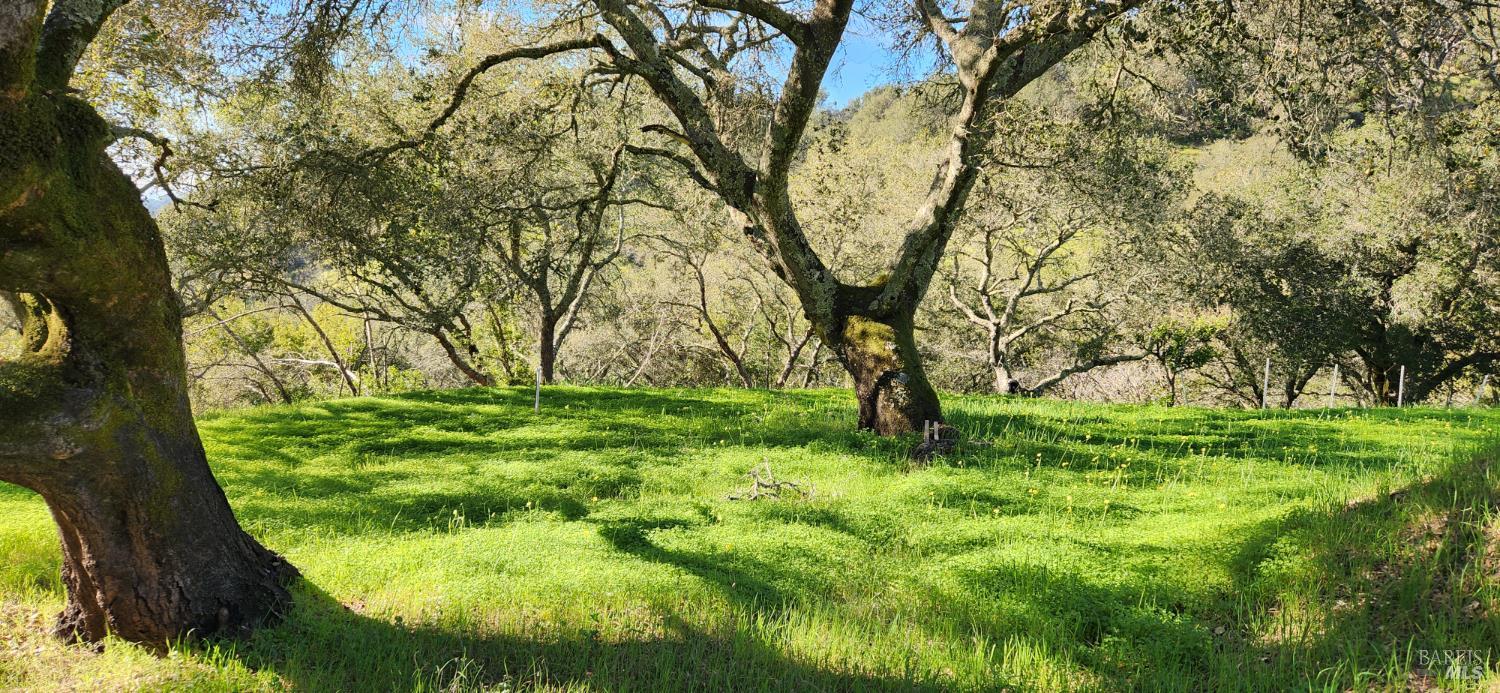 2101 Leslie Road Healdsburg, CA 95448 - Photo 5 of 22 a view of backyard with green space
