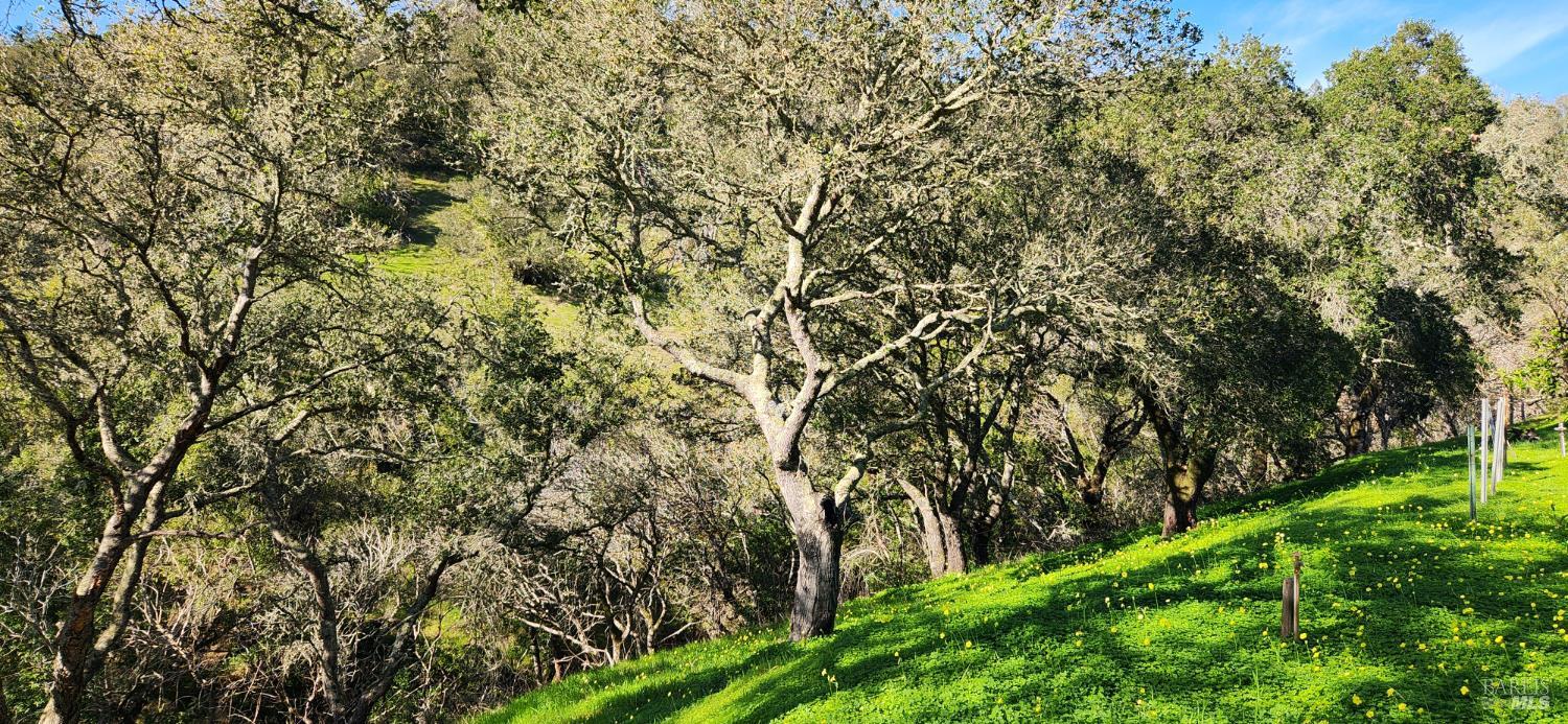 2101 Leslie Road Healdsburg, CA 95448 - Photo 6 of 22 a view of a yard with a tree