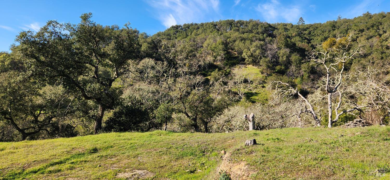 2101 Leslie Road Healdsburg, CA 95448 - Photo 10 of 22 a view of a yard with a tree