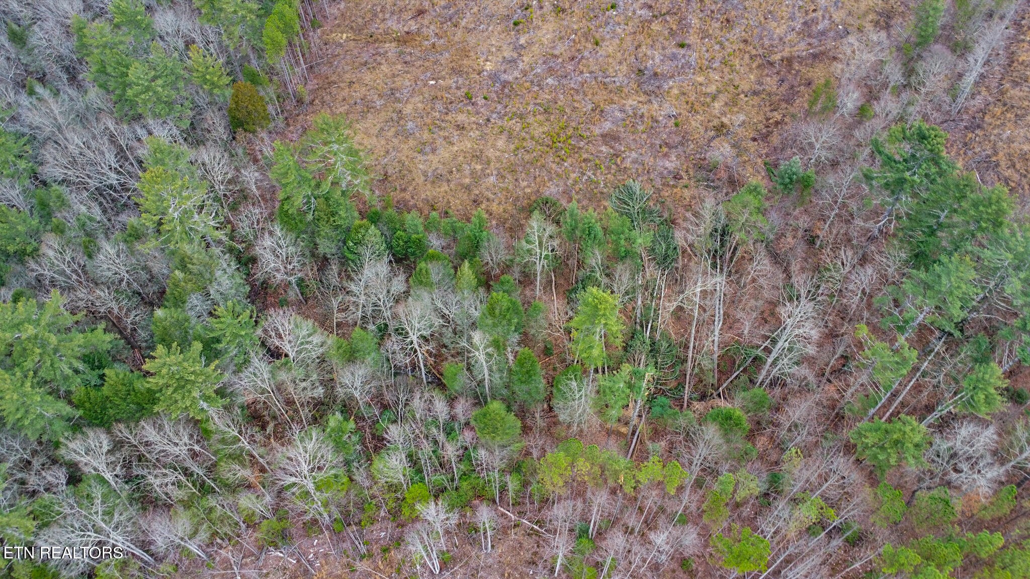 0 Possum Trot Road Grandview, TN 37337 - Photo 8 of 30 a view of a lush green forest with lots of trees