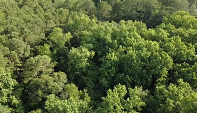 0 Co Road Ozark, AL 36360 - Photo 2 of 2