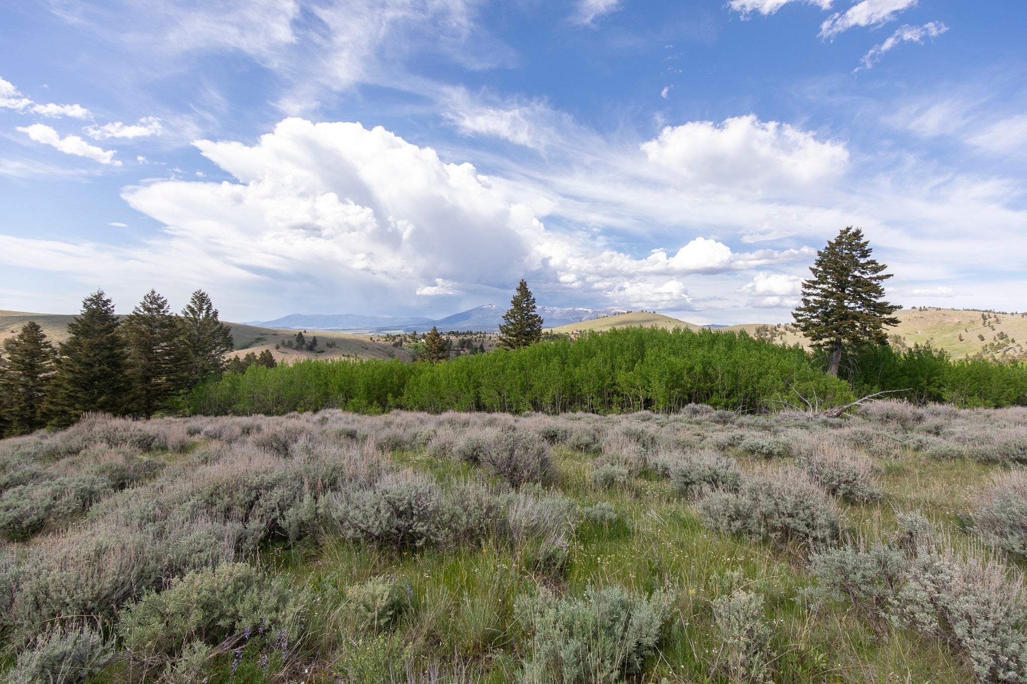 386 Ross Gulch Road Townsend, MT 59644 - Photo 10 of 46 Gallery Image 10