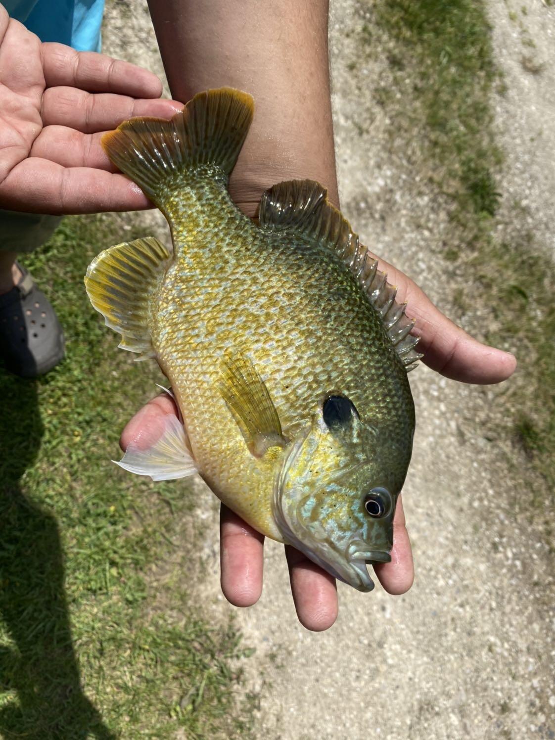 3076 Red Fox Circle Richfield, WI 53017 - Photo 70 of 71 Pan fish