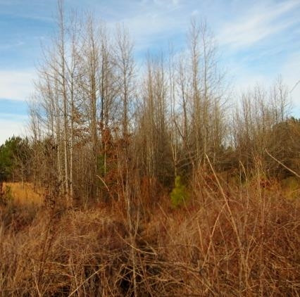 383 Permenter Road Camden, MS 39045 - Photo 4 of 20 Photo 4