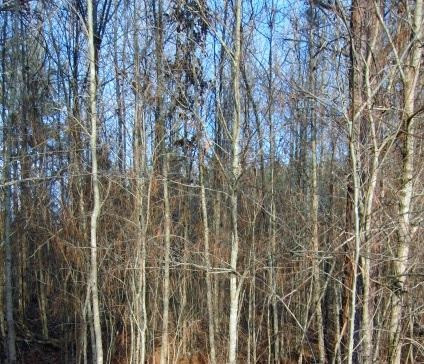 383 Permenter Road Camden, MS 39045 - Photo 9 of 20 Photo 9