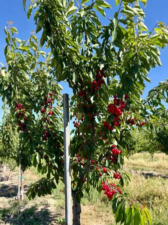 a view of a plants with a tree