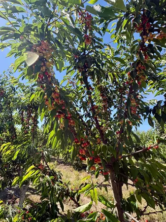 a view of flowers tree