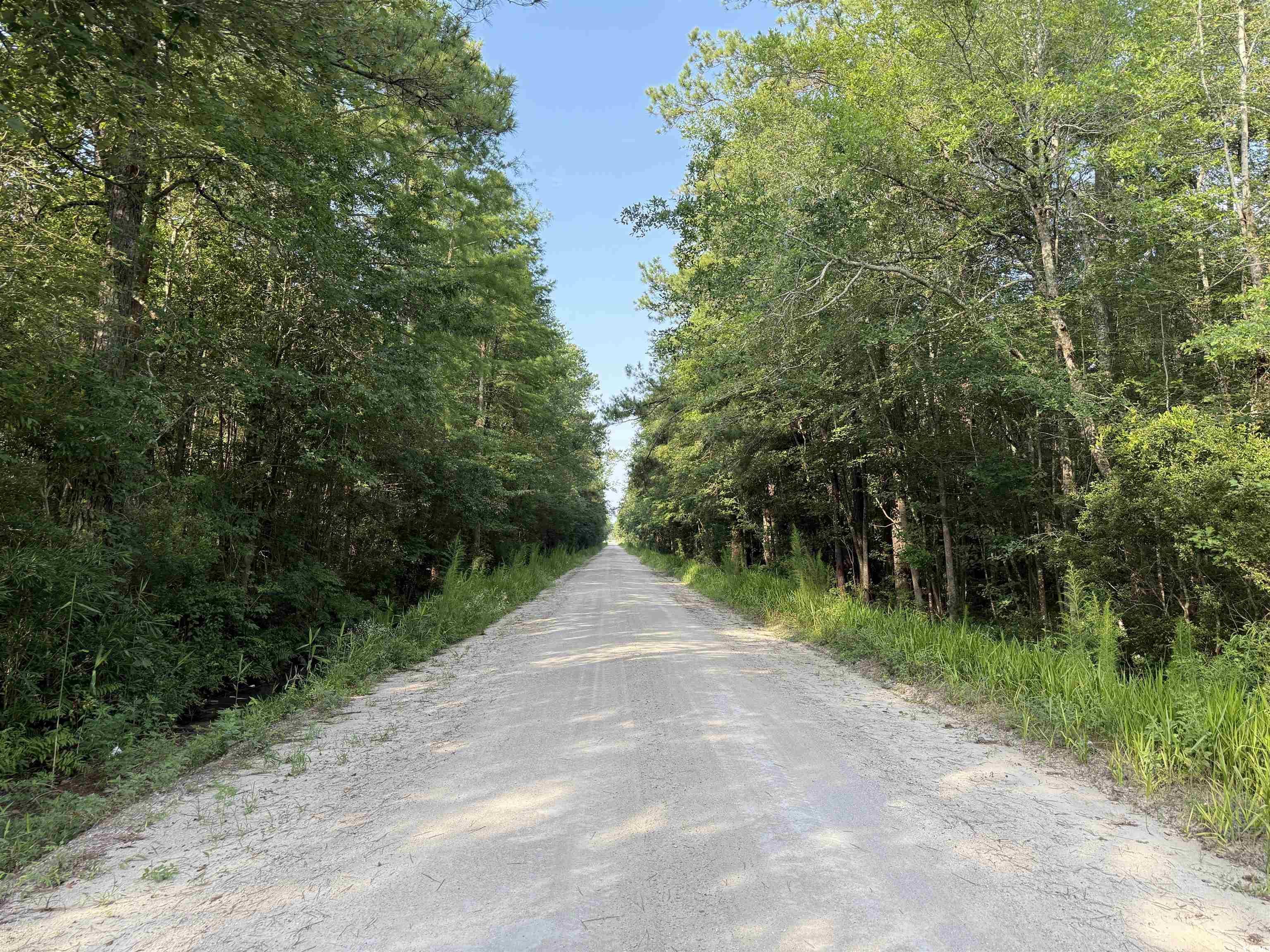 Tbd Wolf Pit Bay Road Nichols, SC 29581 - Photo 7 of 9