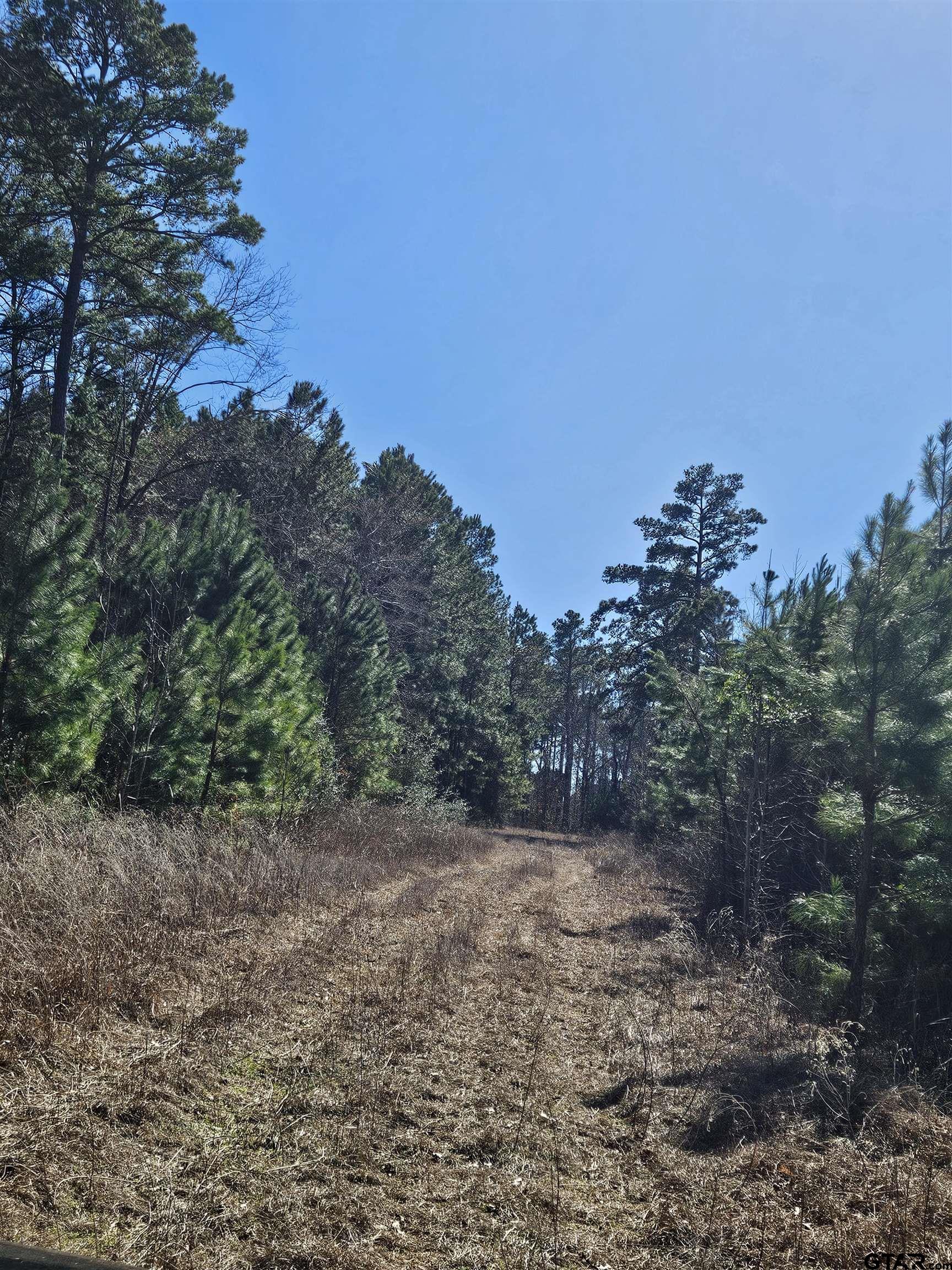 5542 Farm To Market Road 752 Rusk, TX 75785 - Photo 25 of 41 a view of a forest with trees in the background