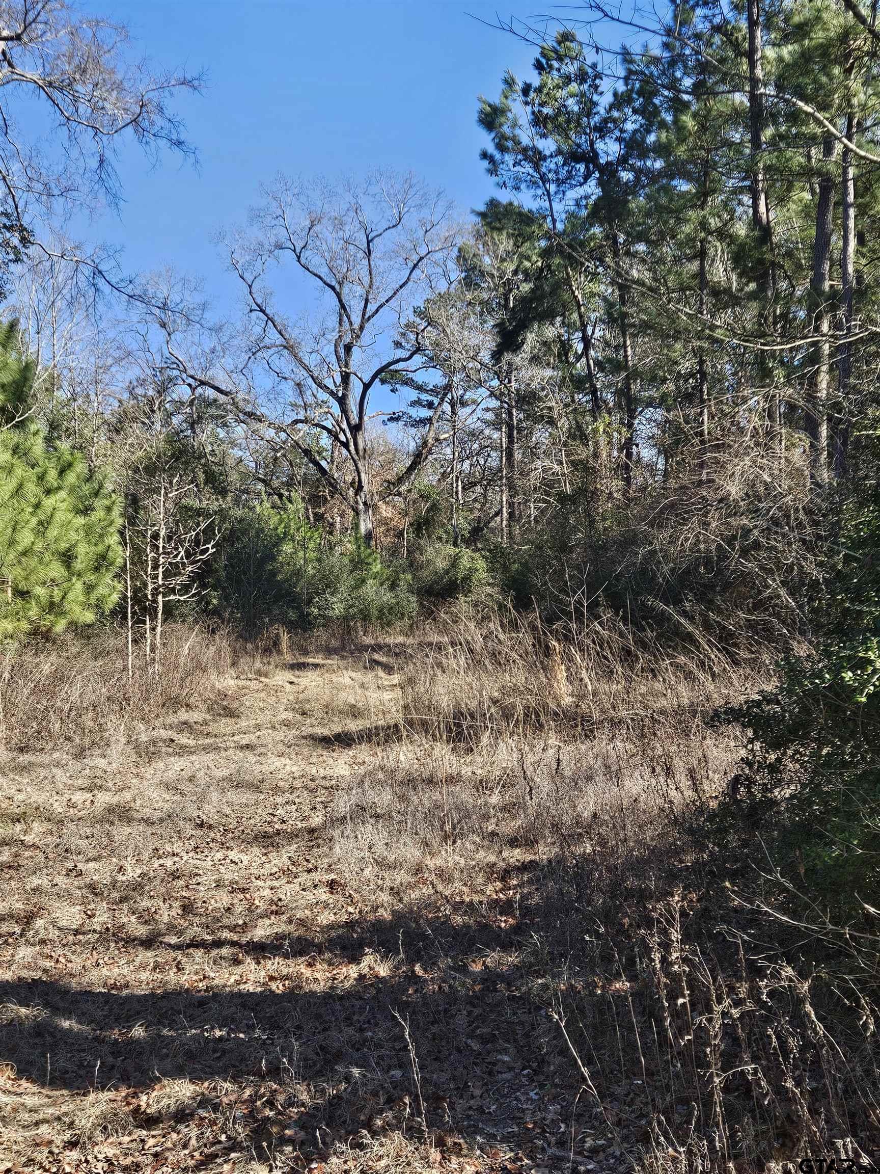 5542 Farm To Market Road 752 Rusk, TX 75785 - Photo 38 of 41 a view of a yard with a tree