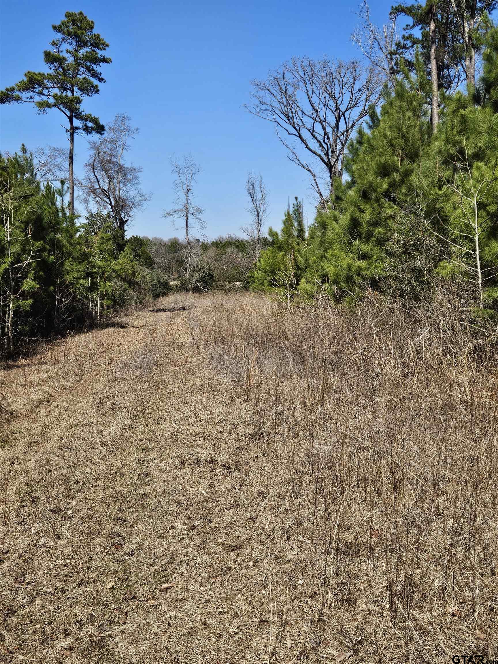 5542 Farm To Market Road 752 Rusk, TX 75785 - Photo 40 of 41 a view of a yard with plants and trees