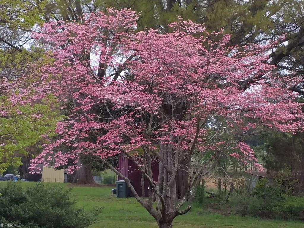 855 Reynolds Road Lewisville, NC 27023 - Photo 15 of 17 Beautiful Pink Dogwood graces the side yard.