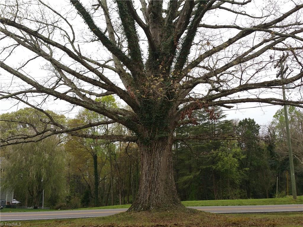 855 Reynolds Road Lewisville, NC 27023 - Photo 16 of 17 Amazing mature tree in front yard.