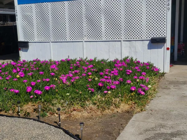 a picture of flowers