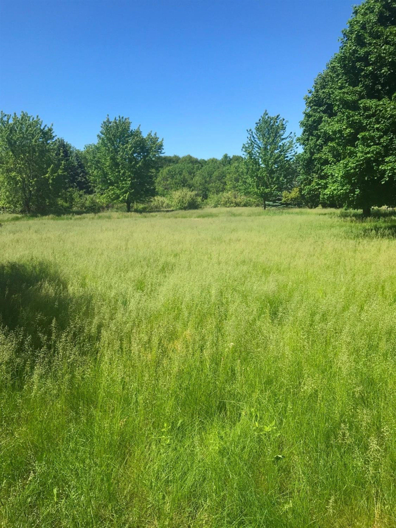 757 Country Road Ann Arbor, MI 48103 - Photo 5 of 38 Photo 5