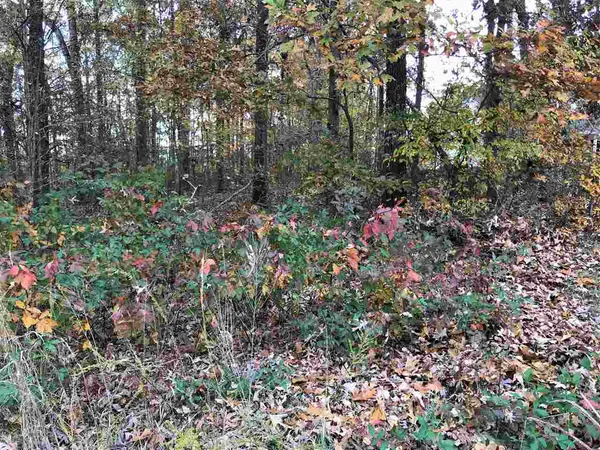a view of forest