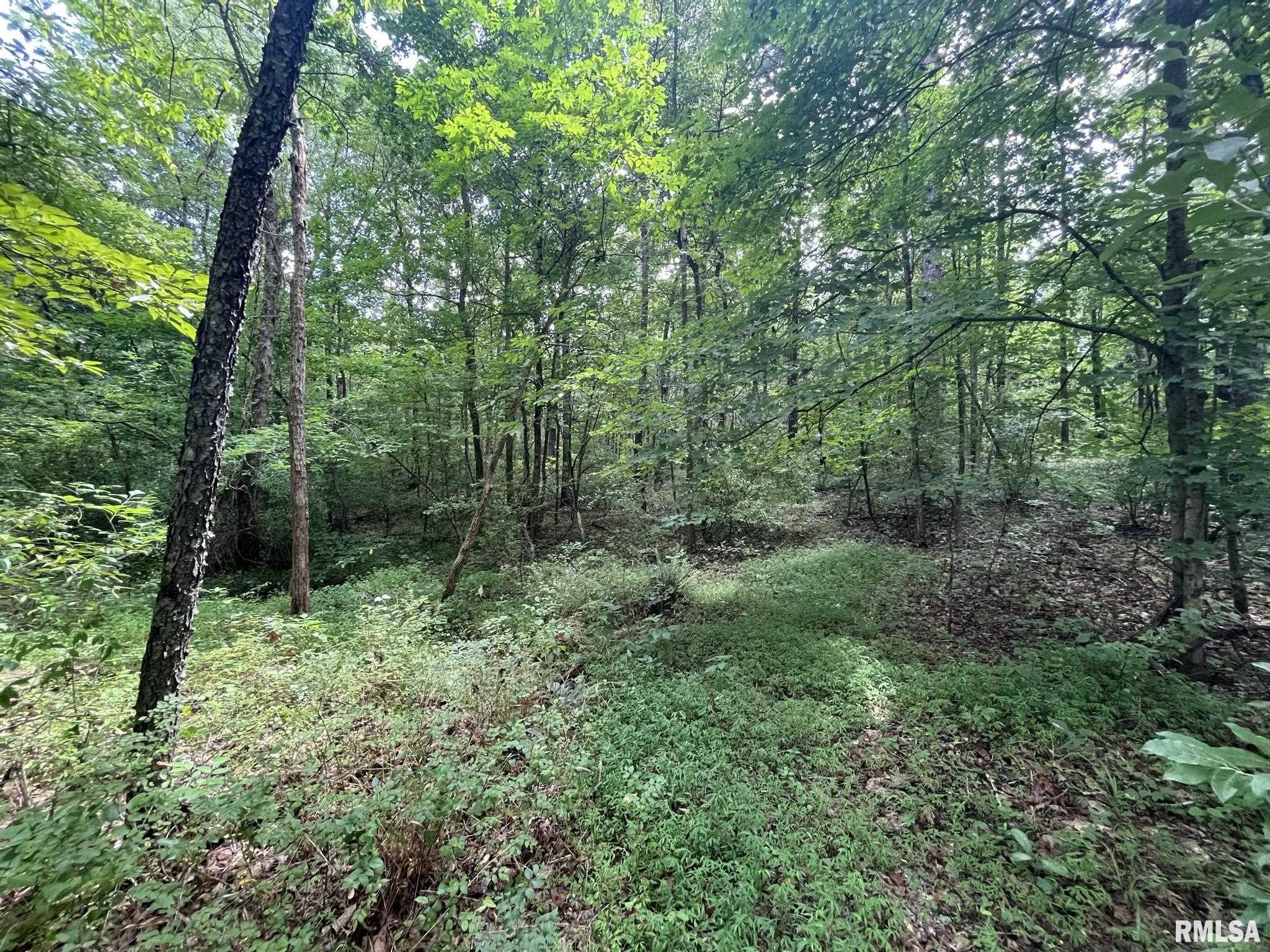 0 Lusk Road Golconda, IL 62938 - Photo 14 of 24