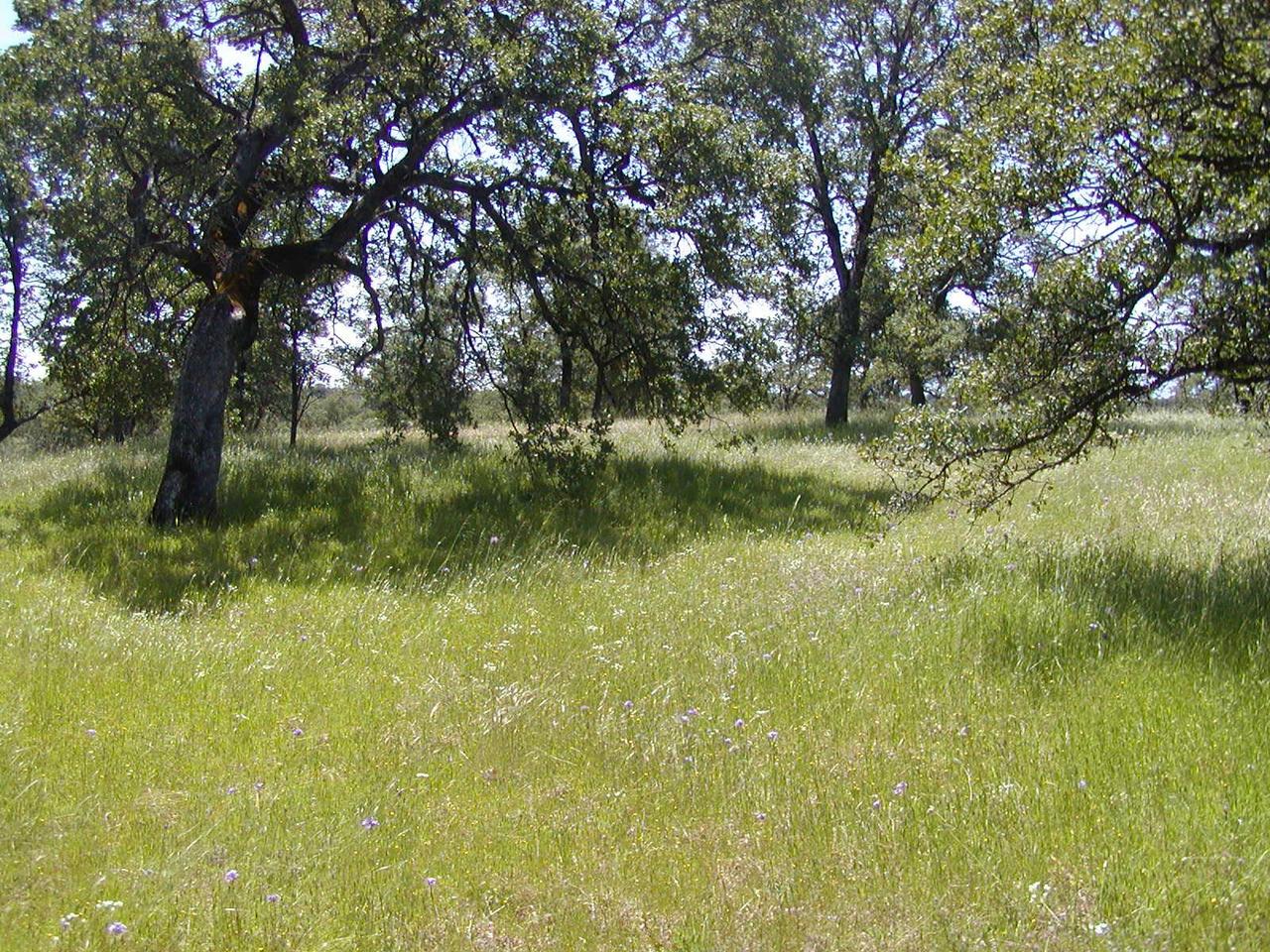 1.6 Coal Pit Road Igo, CA 96047 - Photo 4 of 6 Cross Slope