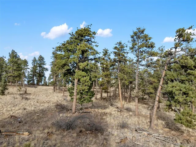 a view of a yard with trees and flowers