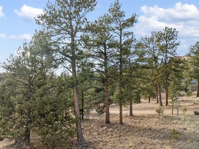 a view of a forest with trees