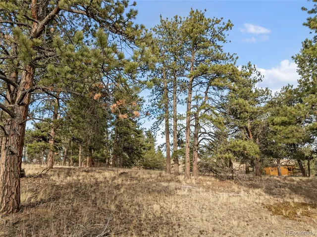 a view of a yard with a tree
