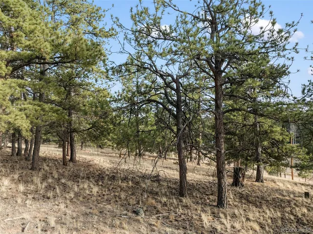 a view of a forest with trees
