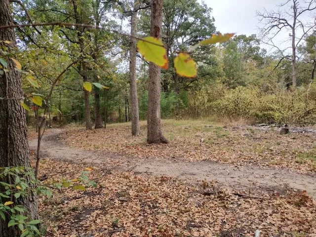 a view of a park with large trees