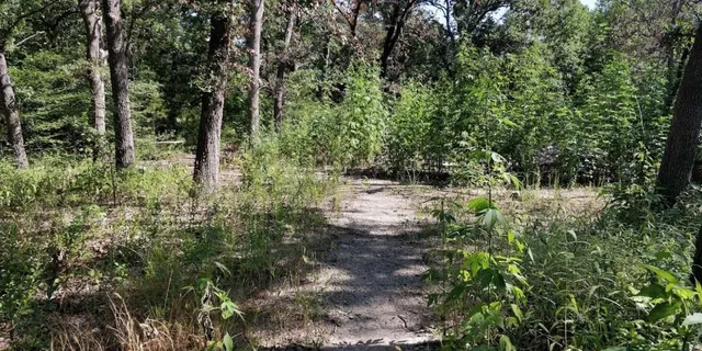 a view of a forest filled with trees