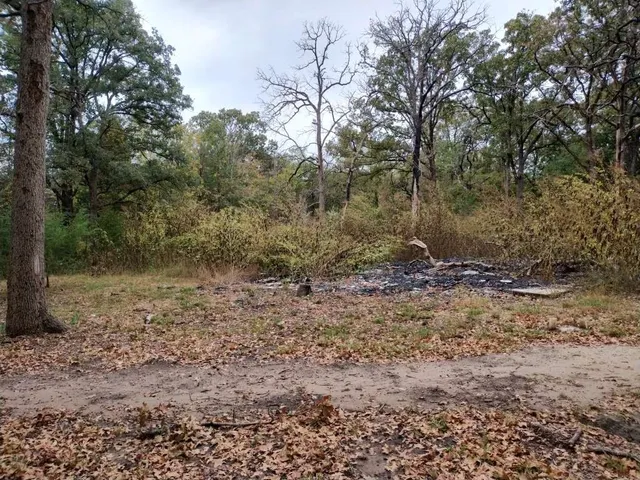 a view of a yard with a tree