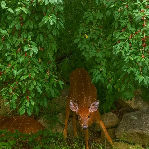 $399,000 | 2395 Hopkins Drive, McGaheysville, VA 22840