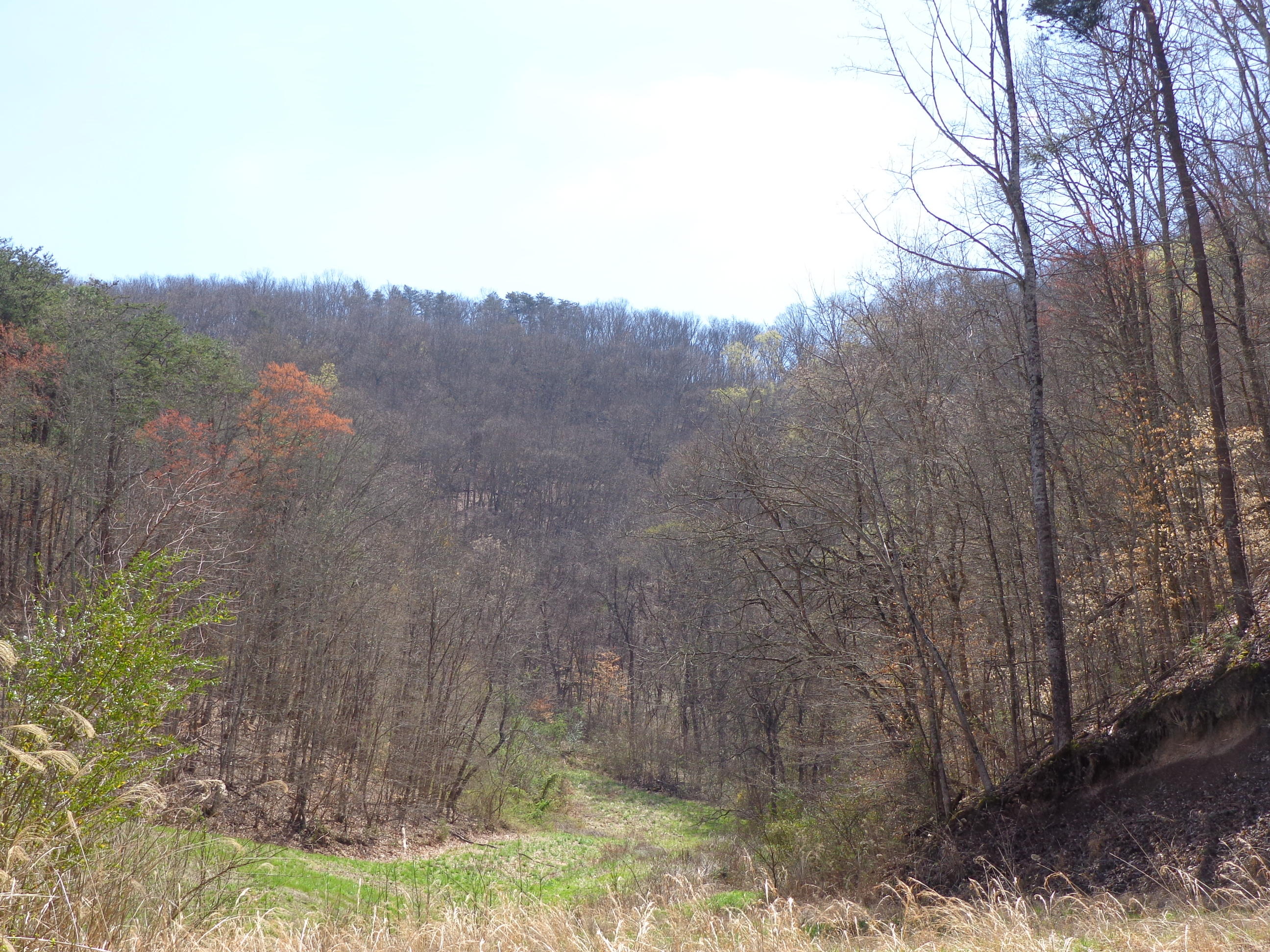 3451 Bridges Chapel Road Dandridge, TN 37725 - Photo 4 of 10 #560104 bridges chapel (4).JPG
