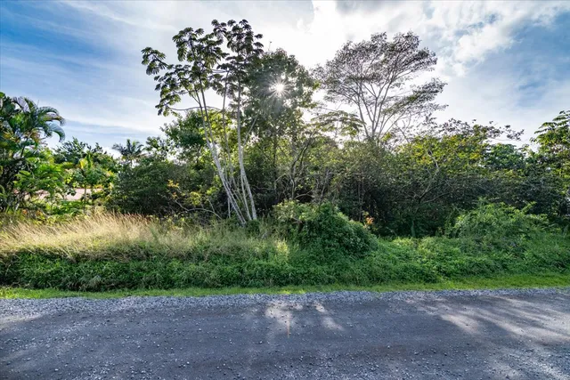 a view of a plants with large trees